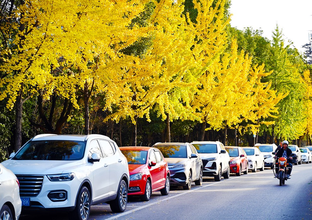 黄石开启“落叶缓扫”模式！10处区域等您来赏景