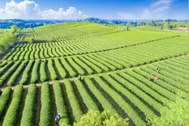 岳阳县：“小茶叶”化身“金叶子”图片