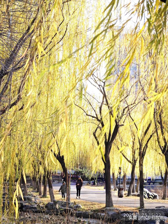 金柳，最后的一抹秋色