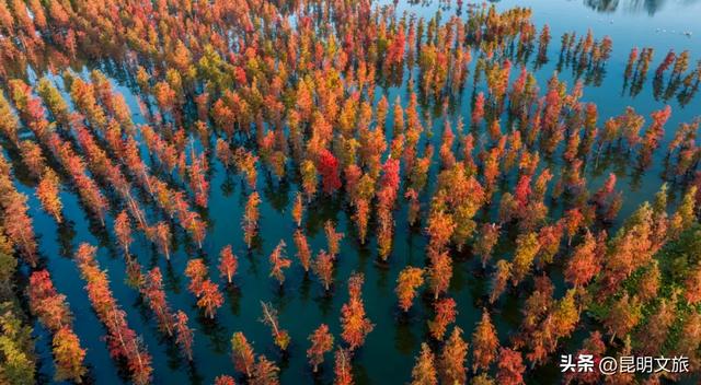 “红”爆！是谁还没有Get昆明的冬天？你知道12月的滇池有多绝？周末冲~