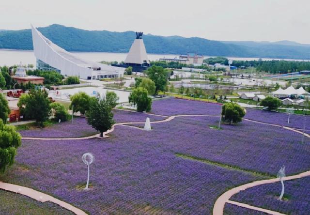 【网秀双鸭山】四排赫哲族乡3.6万平方米马鞭草盛放