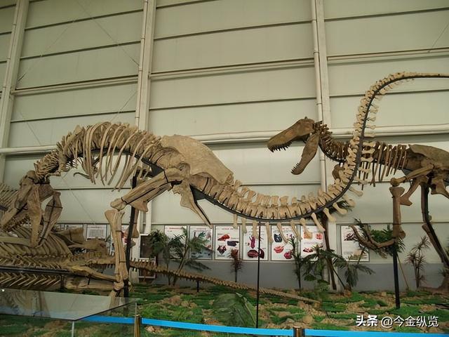 恐龙为何仰天长啸？解密亿年谜团，30只蜥蜴尸体揭开死亡姿态真相