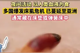 最近在床上看到这种虫子，不要犹豫，立刻弄死！图片