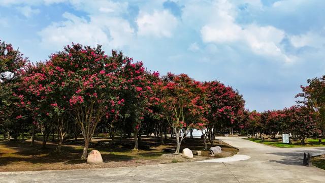 郫都这片“百日红”花海进入最美时刻！免费入园，错过等一年！