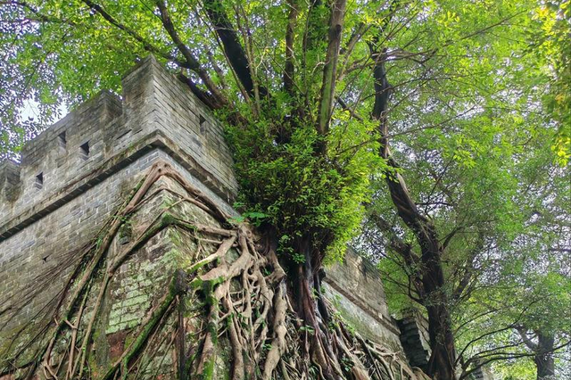 百年石墙，一树共生，香港石墙树与城市的百年对话