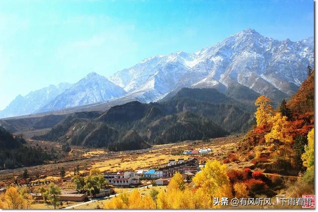 金胡杨卧戈壁，风摇碎满树秋阳