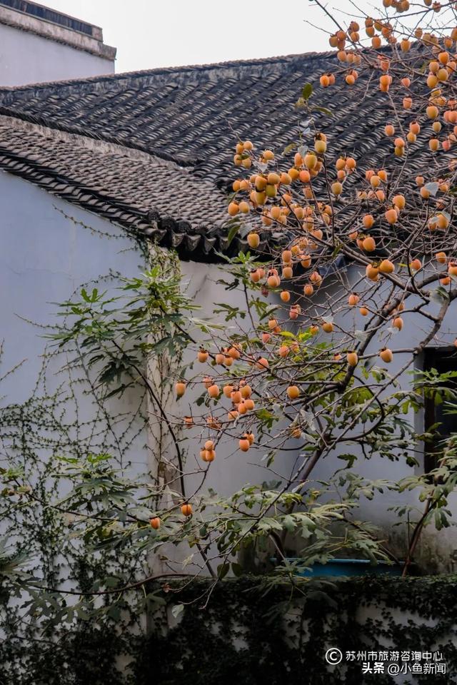 好多人在拍！苏州到底有谁在啊