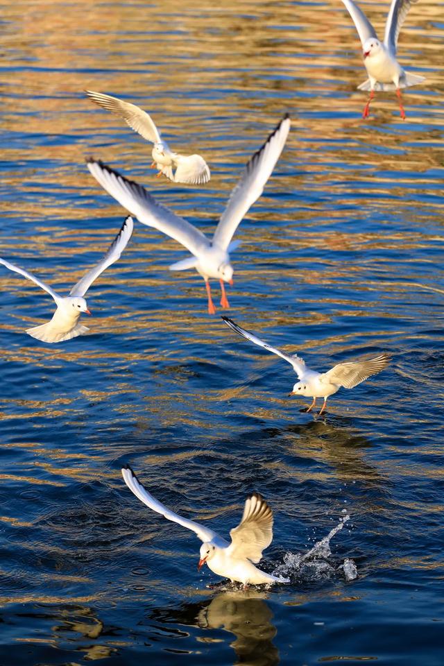 海鸥在天津，真“美”呀！