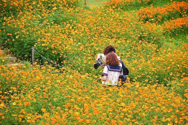 深活指南 | 正值花期！在南山这片金色花海中，找回长假后的松弛感~​
