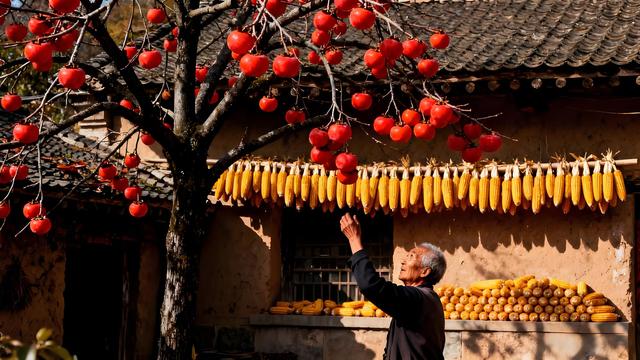 丹枫醉染千嶂赤，溪山岁稔入画来 —— 浙江宁波四明山秋韵漫笔