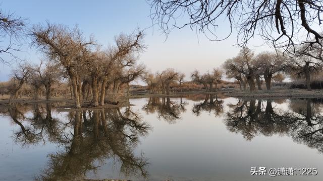 额济纳今年没有金胡杨，有的是创新的套路（1）