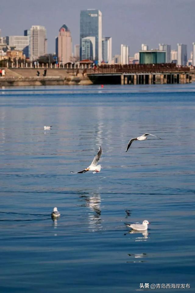 在唐岛湾，一起“鸥”遇吧！