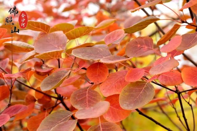 快看佛照山红叶进入最佳观赏期！