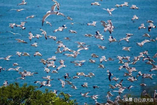 《人民日报》（海外版）重磅推荐！去大连，乐游海岛