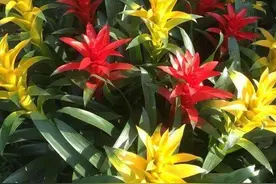 6种“喜阴花”，就怕太阳晒，一晒就“低头”，阴着养更好图片