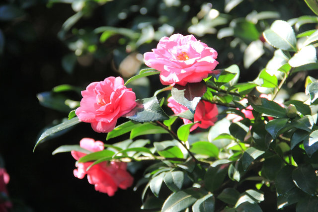 珠三角深秋私藏秘境，西樵山茶花园万株茶花绽放古韵生机！