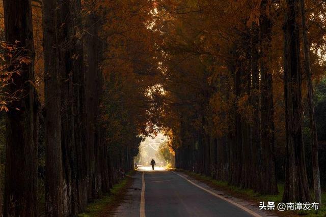 南漳：水杉大道绘就冬日绝美画卷‌