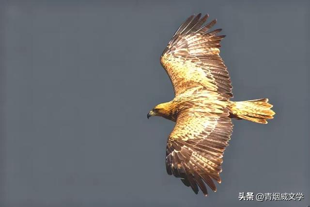 午后骑行 西湿地偶遇金雕