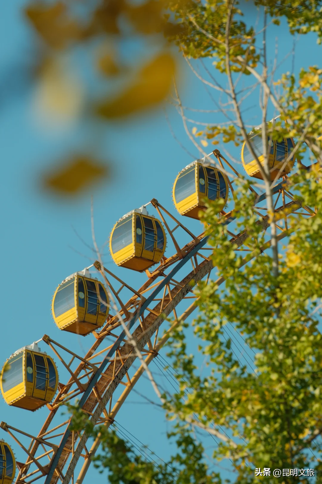 跟着赛事游昆明｜昆明金色信号已满格！这份“市区寻金图鉴”带你解锁冬日温柔