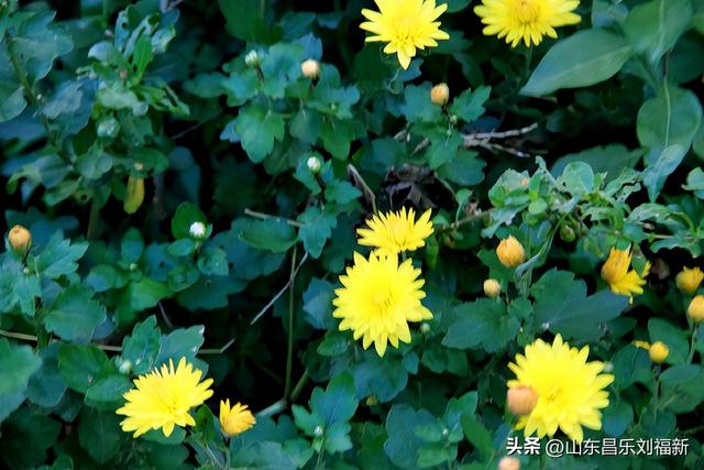 偶遇贾江虹·刘文顺先生来访