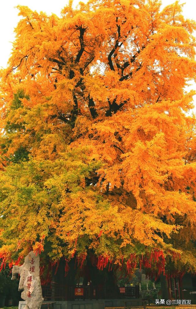 好客山东好品山东｜立冬至，最后一抹兰陵秋色打包送给你~