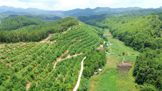 摘不完！根本摘不完！肇庆最新水果采摘好去处，gogogo~