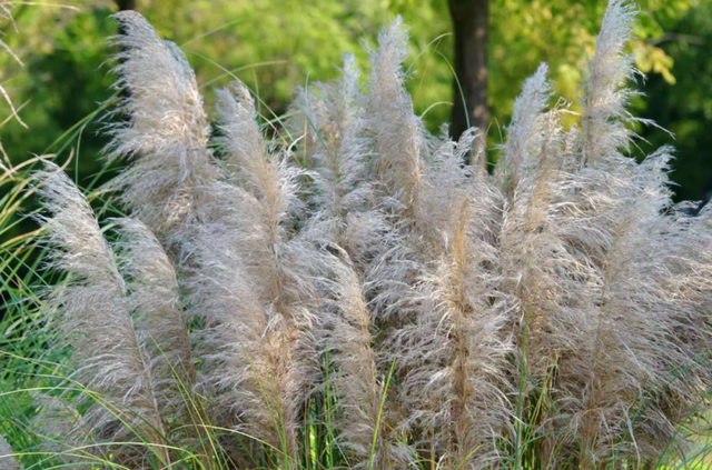 斑斓秋日红荷湿地 “赏草季”浪漫开启~~~
