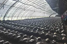 哈尔滨市地产羊肚菌四五月份上市图片