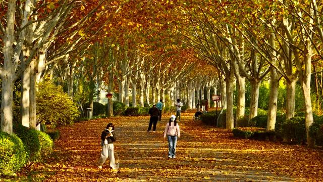 谁说初冬只有萧瑟？来太白湖新区解锁绚烂生机打卡地