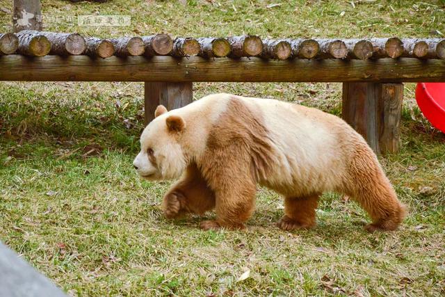 开啦！西安周边两处赏梅秘境，花开满屏VS品种多多，快去赏花走！