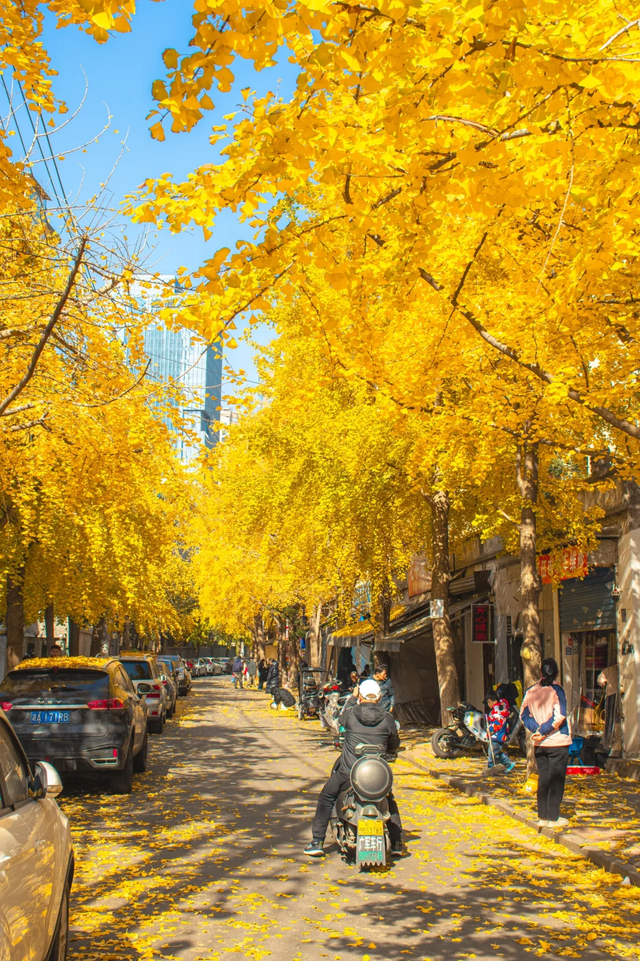 《长沙秋韵地图》发布！这抹限定绚烂，再不去就晚了