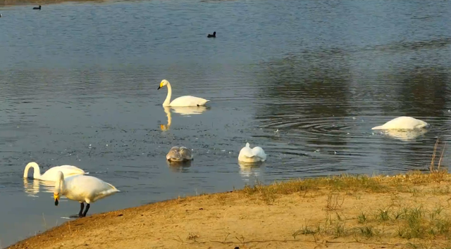 冬游威海 | “鹅”在这儿呢！