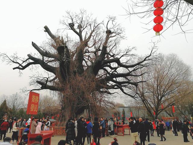 洪洞大槐树高清大图等你来找"根"