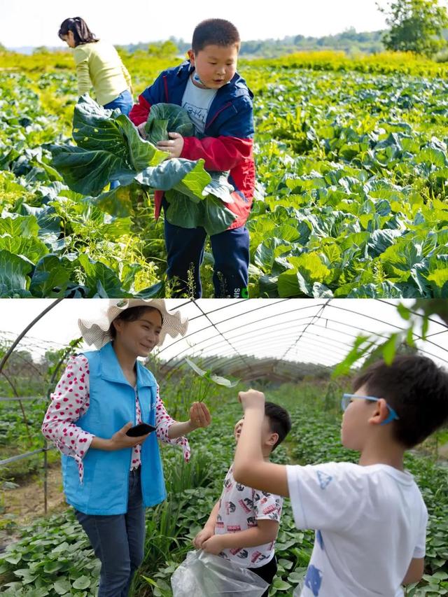 黄陂版《种地吧》太治愈了！