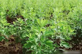 每年种植一些这种草，一天烧一戳，家里壁虎、飞虫、蜘蛛都跑光图片