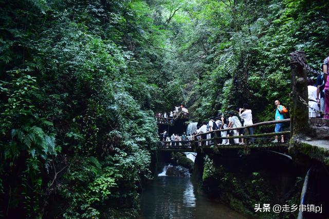 酷暑下的“青城天下幽”