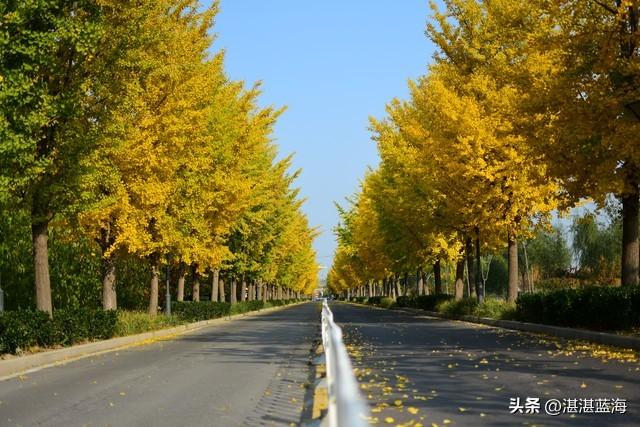 现在北京绿心公园的红叶红了没有？好看吗？从P6停车场咋去红叶道