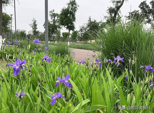成都粉黛草花开了，景色壮观拍照惊艳，不要门票，地铁公交直达！