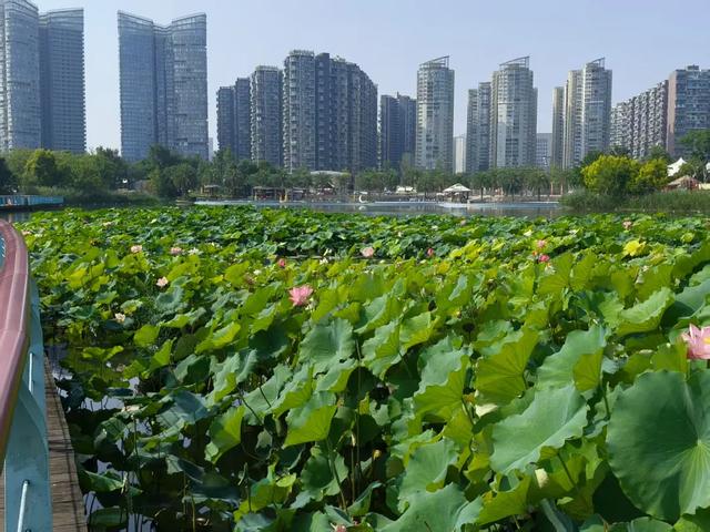 这个夏天，来成都高新玩水啦！