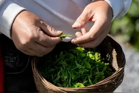 华夏明珠安康，富硒茶韵飘香图片