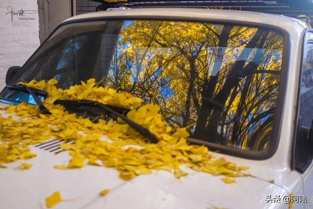 崇圣寺隔壁也有古银杏,就在三文笔村,长势更加风华正茂