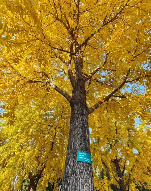 人间满目皆清欢	，唯有银杏不负，秋金灿灿的银杏叶，金灿灿的海洋