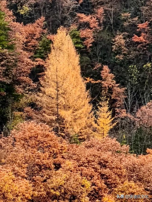 车过神农架【原创】作者：原铁十师陶玉和