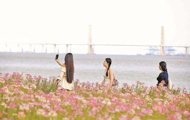 泉州滨海公园：醉蝶盛放待君来