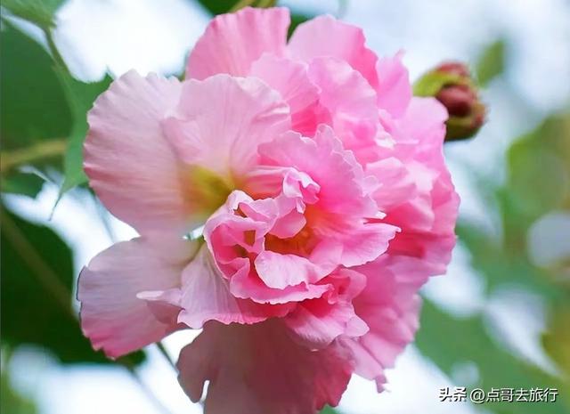 成都芙蓉花最新攻略，公交车直达，一处比一处惊艳，4处都免费！