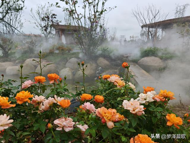 云梦仙境花开十月花雾醉游人