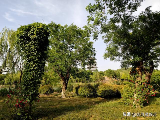 西安东郊最大的公园蔷薇花还很美,露营的游客多,小桥流水游乐场