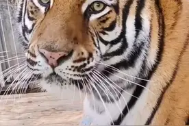 当东北虎相亲失败图片