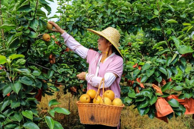 我在阳山过暑假｜夏日来阳山，在绿美生态中感受诗意清凉