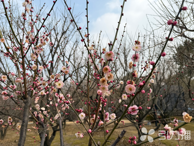 苏州赏梅“顶流”景区，上演“双梅共舞”盛景
